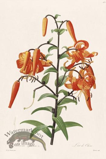 Les Liliacees Redoute 475